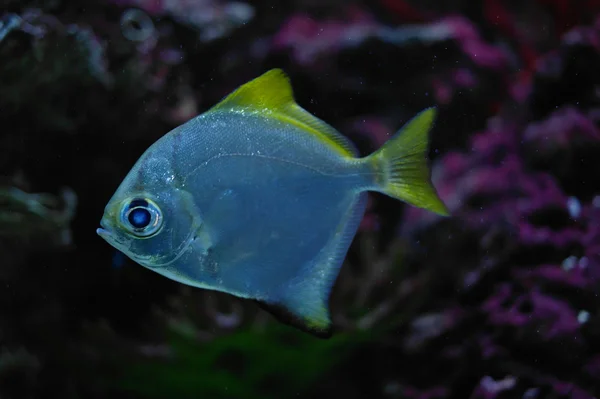 Peces de colores bajo el agua — Foto de Stock