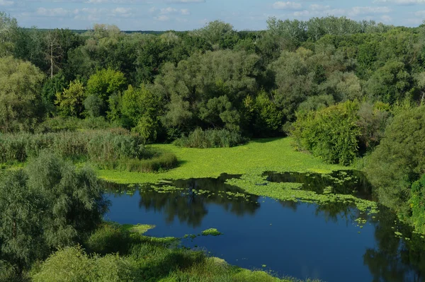 Чудовий краєвид з зеленими деревами і річкою — стокове фото