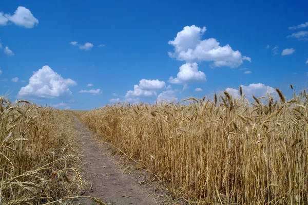 Campo de trigo — Fotografia de Stock