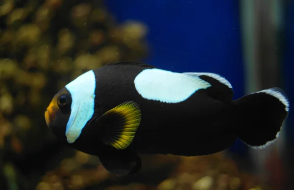 Peces de colores bajo el agua — Foto de Stock