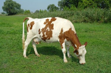 Tarladaki İnek