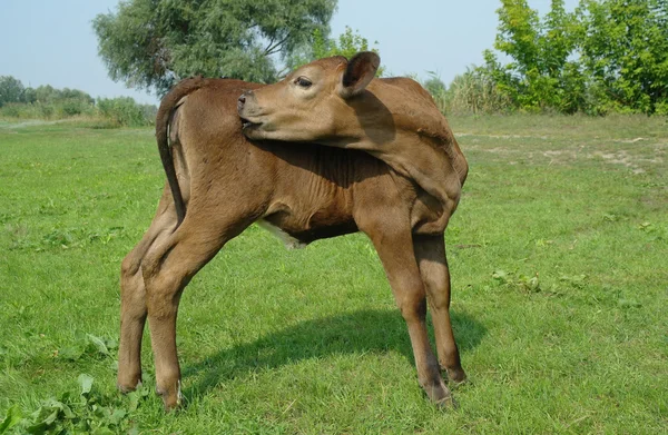 Молодые быки пасутся на свежих пастбищах — стоковое фото