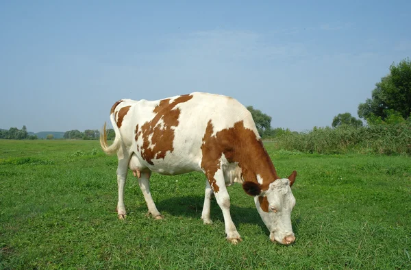 Krowa na polu — Zdjęcie stockowe