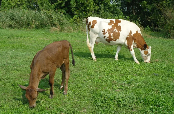 Корови в полі — стокове фото