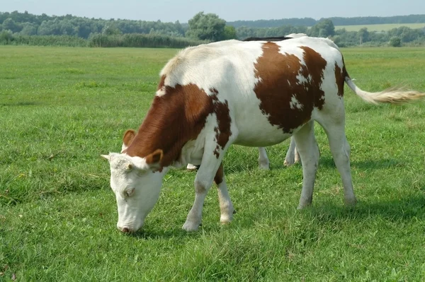 Krávy na poli — Stock fotografie