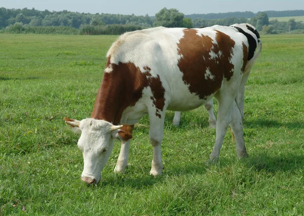 Koeien in een veld — Stockfoto