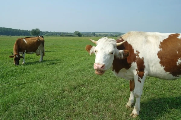 Vacas en un campo —  Fotos de Stock