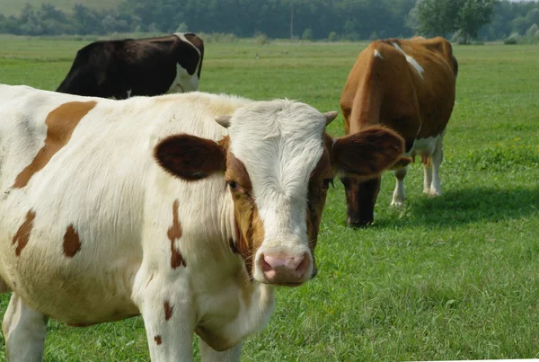 Cows in a field — Stock Photo, Image