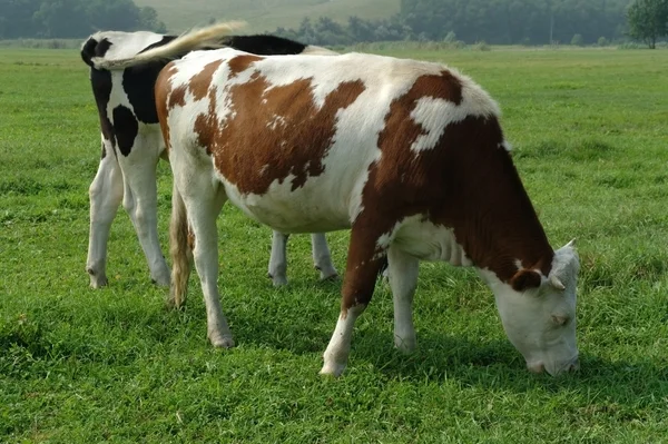 Koeien in een veld — Stockfoto