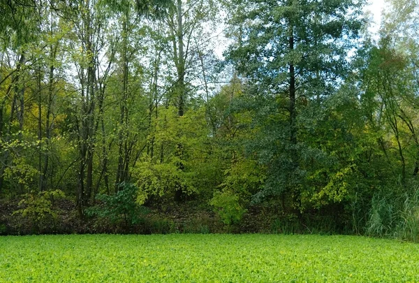 Lago in un bosco verde e alberi — Foto Stock