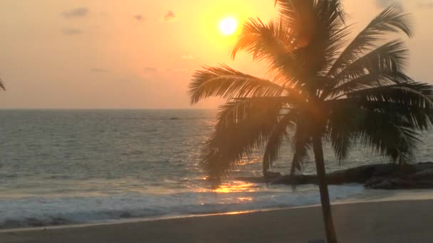 Palm Trees at Sunset — Stock Video