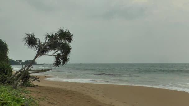 Litoral tropical com areia amarela — Vídeo de Stock