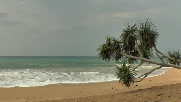 Sarı kum ile tropikal kıyı şeridi — Stok video