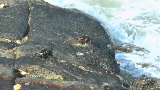 Cangrejo de piedra en las rocas costeras — Vídeos de Stock