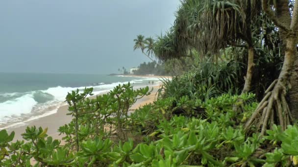 Tropical coastline with yellow sand — Stock Video