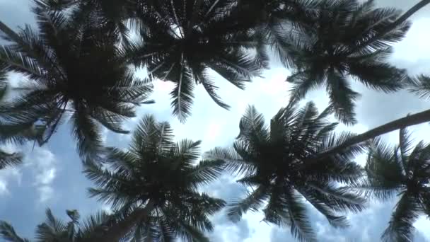 Cluster van palmbomen — Stockvideo