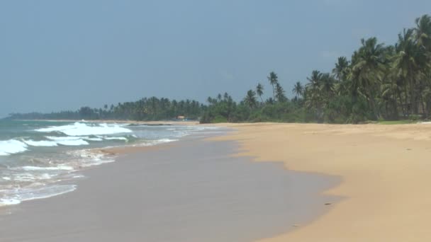 Tropikal kıyı şeridi, sri lanka. — Stok video