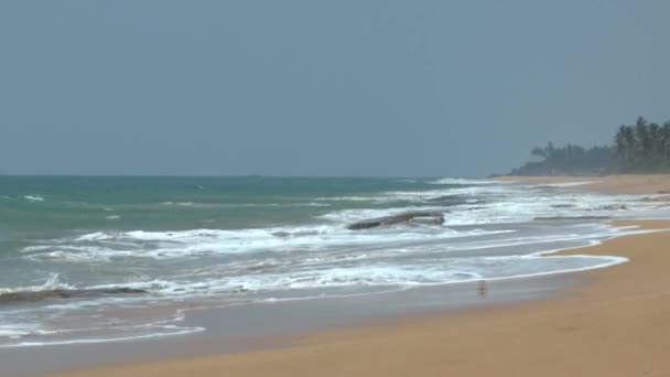 Litoral tropical, Sri Lanka . — Vídeo de Stock