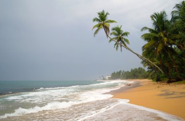 tropik cennet plaj. Sri lanka