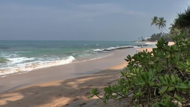 Côte tropicale, Sri Lanka . — Video