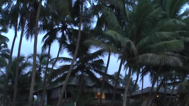 Racimo de palmeras — Vídeos de Stock