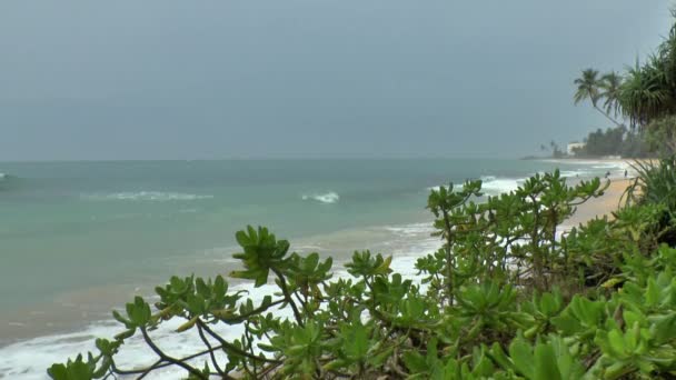 Costa tropical, Sri Lanka . — Vídeo de stock