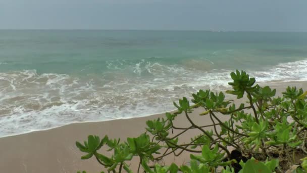 Tropikalne Wybrzeże, sri lanka. — Wideo stockowe