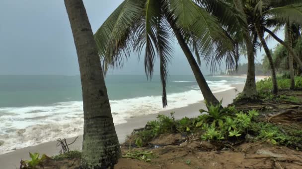 Plage tropicale et palmiers 