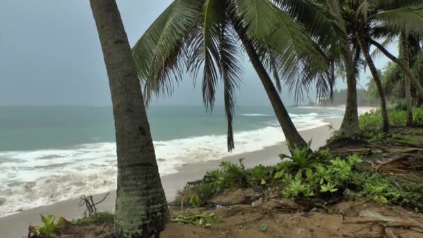 Playa tropical y palmeras — Vídeo de stock