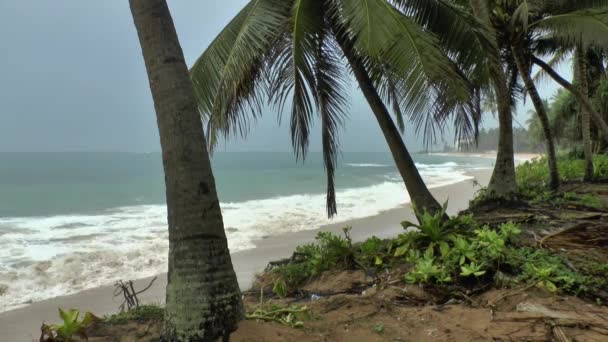 tropické pláže a palmami stromy