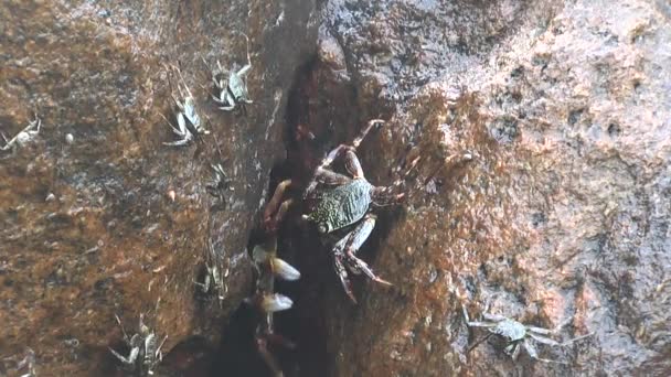 Granchio di pietra sulle rocce costiere — Video Stock