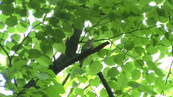 Nightingale zingen op een tak. — Stockvideo