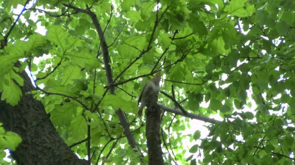 Nightingale singing on a branch. — Stock Video