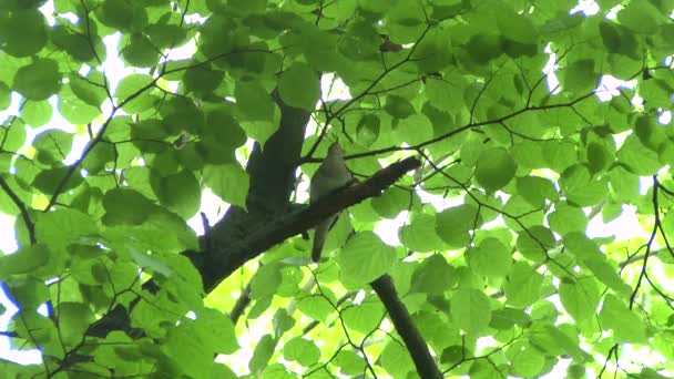 Nightingale singing on a branch. — Stock Video