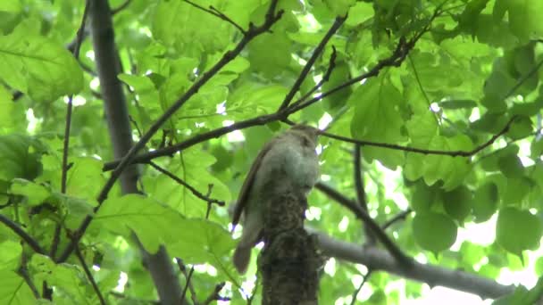 Rossignol chantant sur une branche .