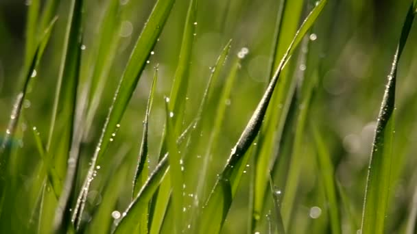 Erba verde nella rugiada del mattino — Video Stock