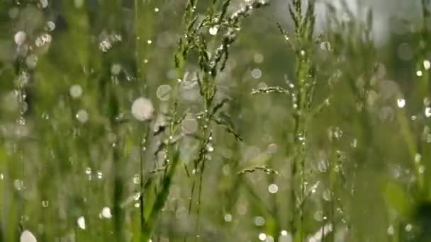 Зелена трава в ранковій росі — стокове відео