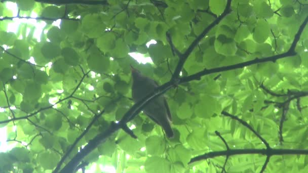 Nightingale singing on a branch. — Stock Video