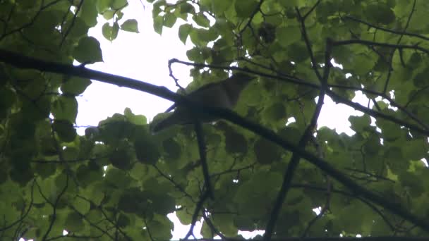 Nightingale singing on a branch. — Stock Video