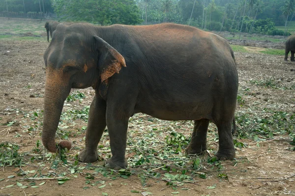 Elefantes en Sri Lanka — Foto de Stock