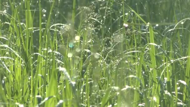 Groen gras in ochtenddauw — Stockvideo