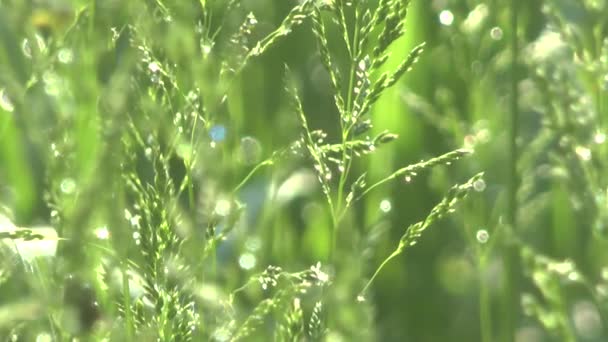 Зеленая трава в утренней росе — стоковое видео