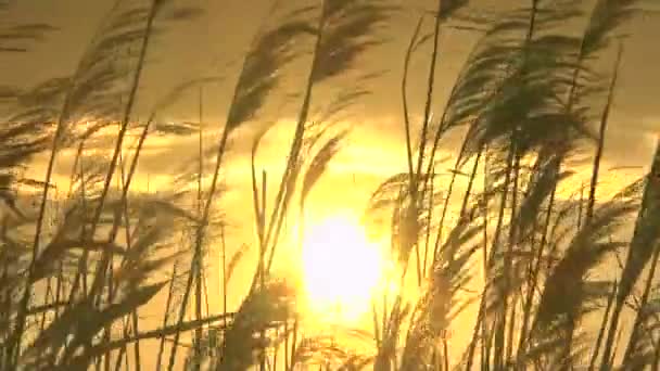 在日落时的芦苇 — 图库视频影像