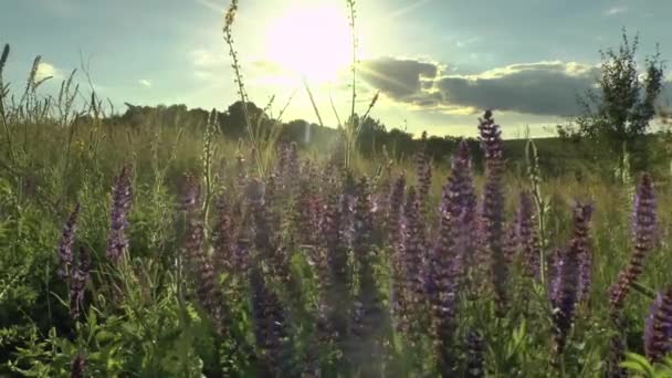 Lindas flores campo prado contra o céu azul e pôr do sol com vento — Vídeo de Stock
