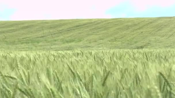Поле зеленой пшеницы и облачное небо — стоковое видео