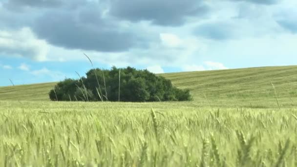 Campo de trigo verde y cielo nublado — Vídeos de Stock