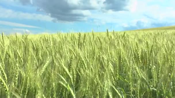 Campo de trigo verde e céu nublado — Vídeo de Stock