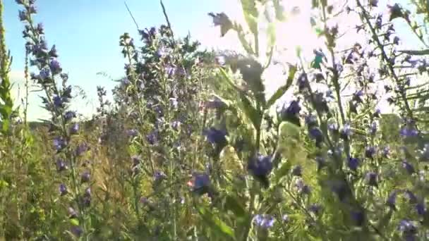 Beautiful flowers meadow field against blue sky and sunset with wind — Stock Video