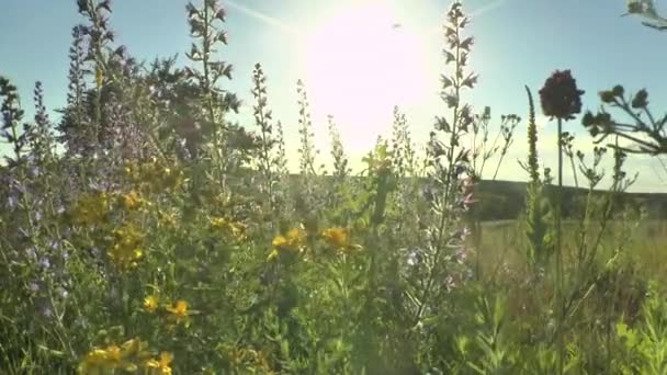 Vackra blommor äng fältet mot blå himmel och solnedgång med vind — Stockvideo