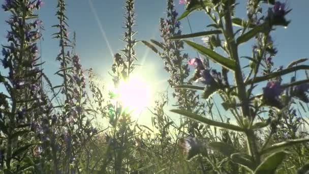 美丽的鲜花草甸领域反对蓝蓝的天空和夕阳与风 — 图库视频影像